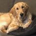 Sharon Fancy-Selig - Facebook