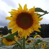 Sharon Sellars - @sharon.sellars - TikTok