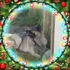 Sharon, Ann Mazza - @sharonsharp467 - TikTok
