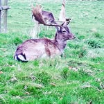 sharon sharp - @sharp620 - Instagram