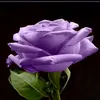 Sharon Shear - @sharonshear - TikTok