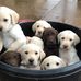 Sharon Sheffer - Facebook