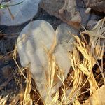 Sharon Shoop - @woodspath - Instagram