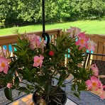 Sharon Sicard - Facebook