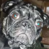 sharon - @sharonsimpkins61 - TikTok