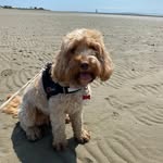 Sharon Sinton - @misscupcake12019 - Instagram
