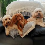 Sharon Smith - @lordspencerandshilocavoodles - Instagram