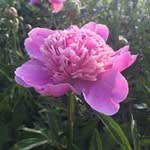 Sharon Snoddy - @sharon.snoddy.3 - Instagram