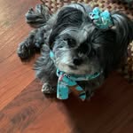 Sharon Snuffer McDowell - @shihtzu801 - Instagram