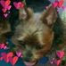 Sharon Birkhead Spurgeon - Facebook