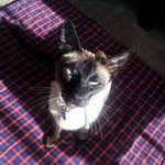 Sharon Squires - @wolfsim68 - Instagram