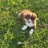 Sharon Squires - @sharon.squires7 - TikTok