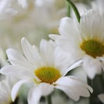 Sharon Stiltner - @stiltner1408 - Instagram