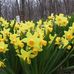 Sharon Symonds - Facebook