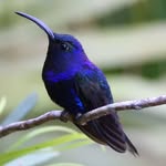 Sharon Tallon - @thorntail123 - Instagram
