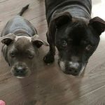 Sharon Tapp - @shazerann - Instagram
