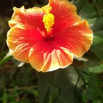 Sharon Tedder - @sharontedder4 - Instagram