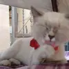 Sharon Tenorio - @sharon.tenorio - TikTok