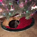 Sharon Tew - @tew228 - Instagram