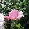 sharonthomasson - @sharonthomasson - TikTok