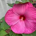 Sharon Thurston - @thurston1543 - Instagram