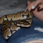 Sharon Tindall - @binesburgie06 - Instagram