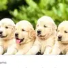 sharon_tinga - @sharon_tinga - TikTok