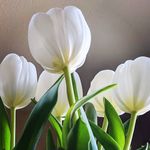 Sharon Tracy - @sharon_tracy - Instagram