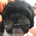 Sharon Trainor Giannetto - @trainorgiannetto - Instagram