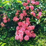 Sharon Treacy - @treacysharon - Instagram