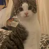 Sharon  Trotter - @sharon.trotter - TikTok