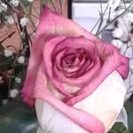 Sharon Amstutz - @amstutzsharon - Instagram