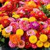 Sharon Utz - Facebook