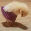 Valery Sharon Saaveda - @valerysharonsaavedracar1 - TikTok