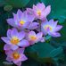 Sharon Gail VanMeter - Facebook
