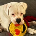 Sharon Volz - @volz741 - Instagram