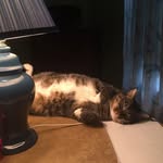 Sharon Volz - @svolz4 - Instagram