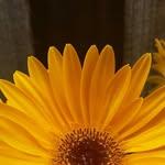 Sharon Voss - @voss.acres - Instagram