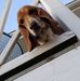 Sharon Voss - Facebook