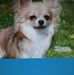 Sharon Voss - Facebook