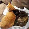 Sharon Waldner - @sharon.waldner - TikTok