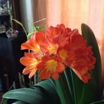 Sharon Waldner - Facebook