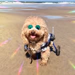 Sharon Warnock - @henry_wee_wheels - Instagram