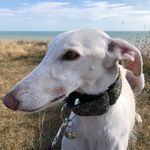 Sharon Warwick - @warwick_sharon - Instagram