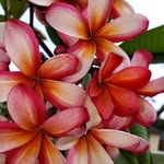Sharon Wathen - @flaquarian - Instagram