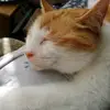 sharonwathen513 - @furkot123 - TikTok