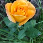 Sharon Westfall - @petunia890 - Instagram