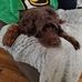 Sharon Westfall - Facebook