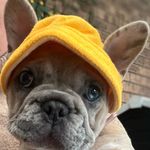 Sharon Wheaton - @shazwheaton - Instagram