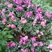 Sharron Whitlow - Facebook